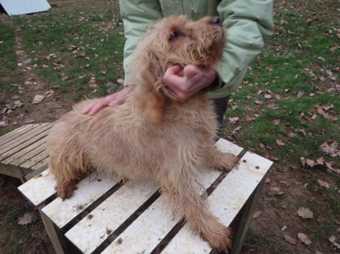 Basset fauve de bretagne