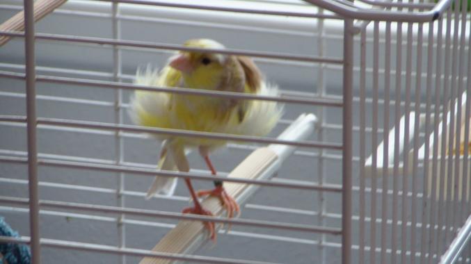Canari frisé + cage