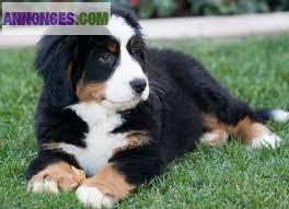 Chiots Bouvier Bernois L.O.F