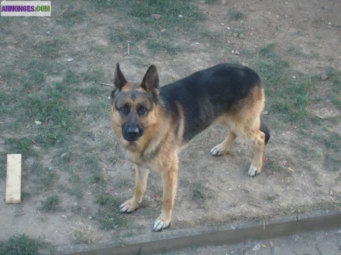 Berger allemand male
