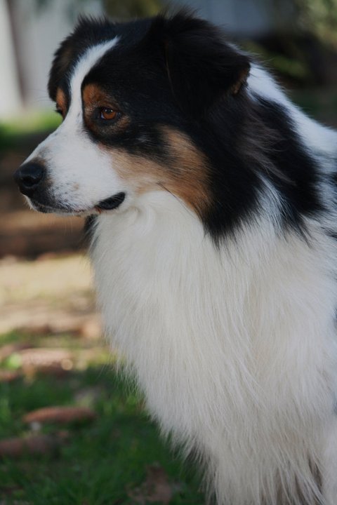 Superbe chiots berger australienLOF