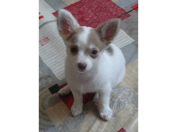 Don urgent de couple chihuahua