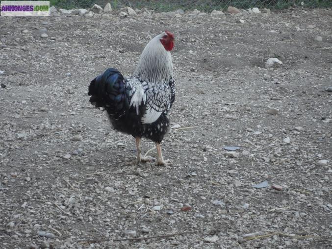Coq grand race  wyandotte