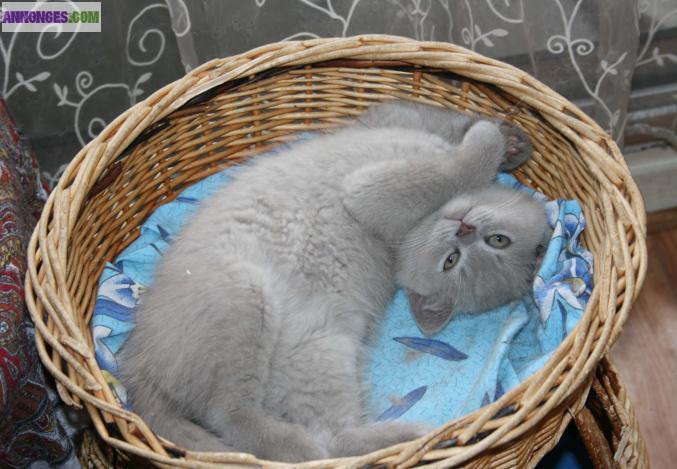 Chaton British shorthair