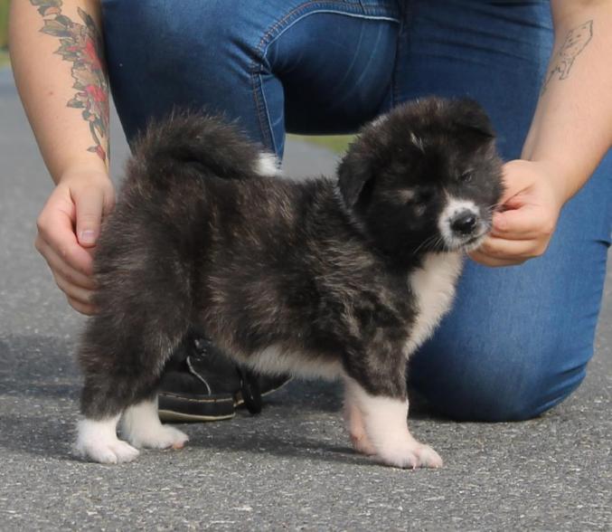 MAGNIFIQUE CHIOT ATIKA A OFFRIR