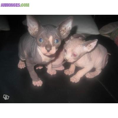 Chatons sphynx non loof
