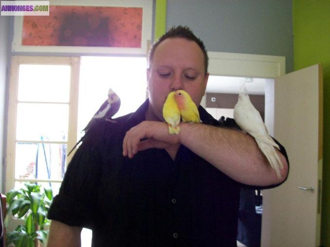 Calopsitte élevé à la main