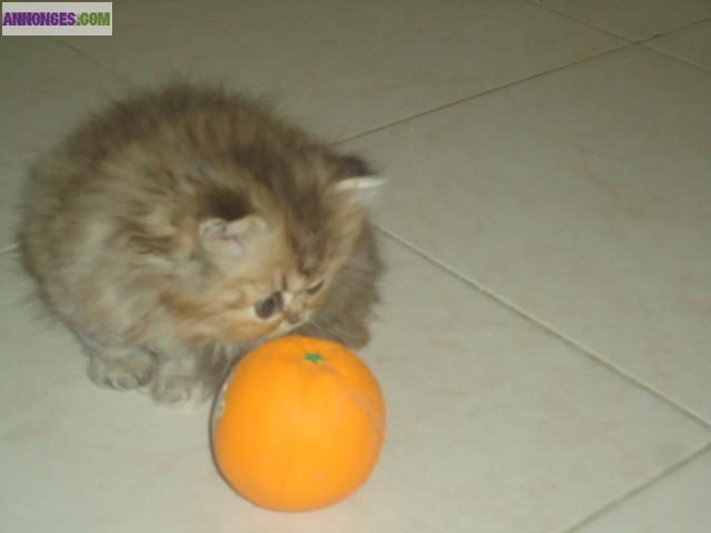 A RESERVER 1 CHATON FEMELLE PERSAN