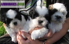 Chiots de type shih tzu non lof a adopter