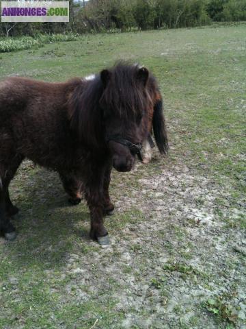 Ponette shetland