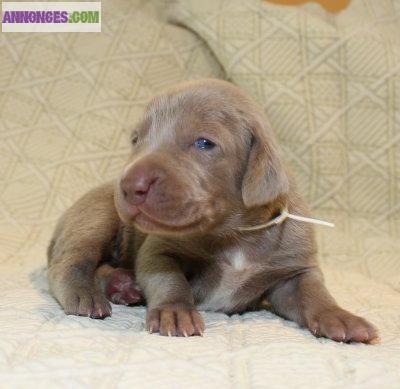 Chiots braques de Weimar LOF :