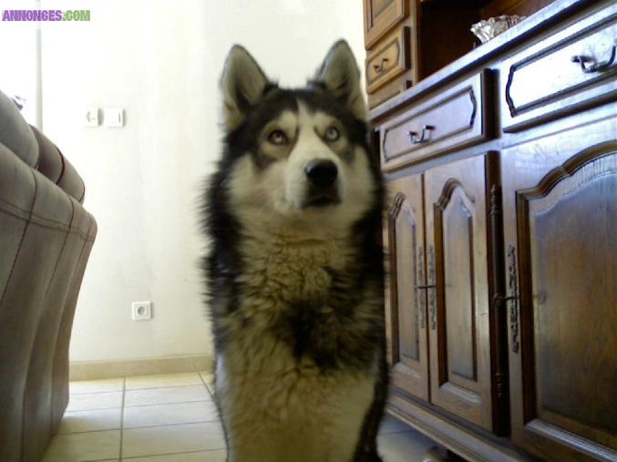 Male Husky pour saillie