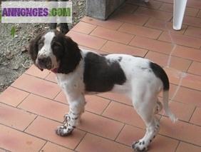 à vendre 2 chiots femelles English Springer Spaniel LOF Pure race