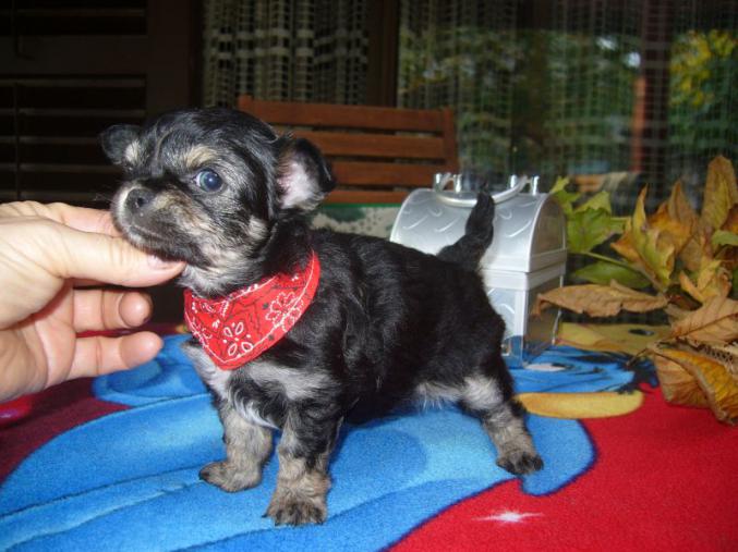 A donner magnifique chiot chihuahua