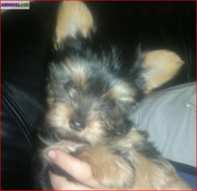 Chiot femelle type york non lof