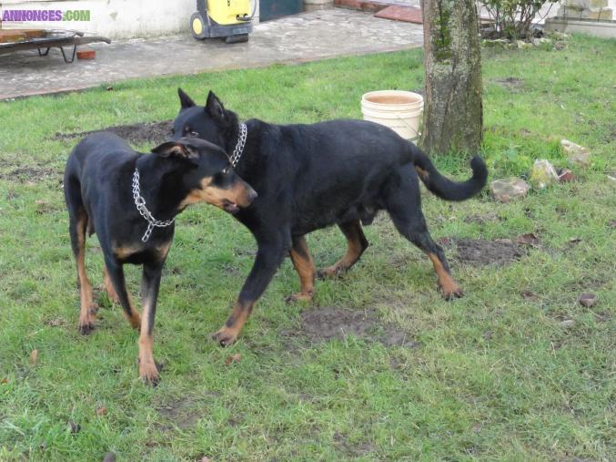 BEAUCERONS  nés le 20.11.2012