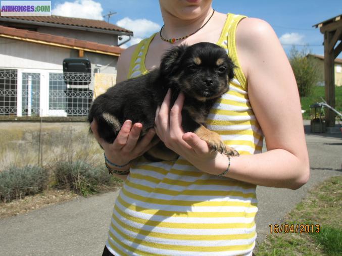 Chiots chihuahua poil long