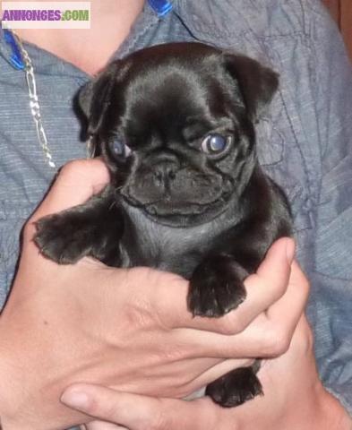 Chiots  de type carlin a adopter