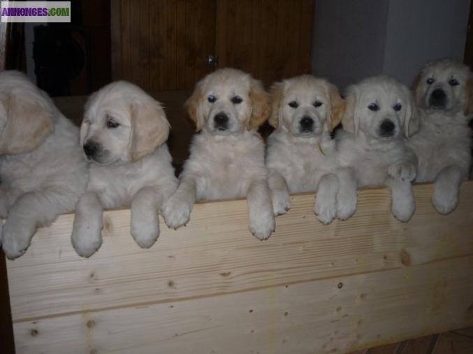 Chiot Golden Retriever lof à réserver