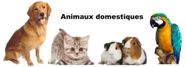 Garde votre animal de compagnie