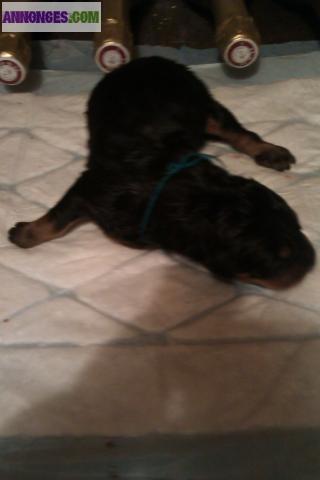 A reserver chiots beauceron