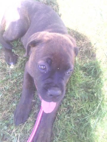 Chiot X boxer