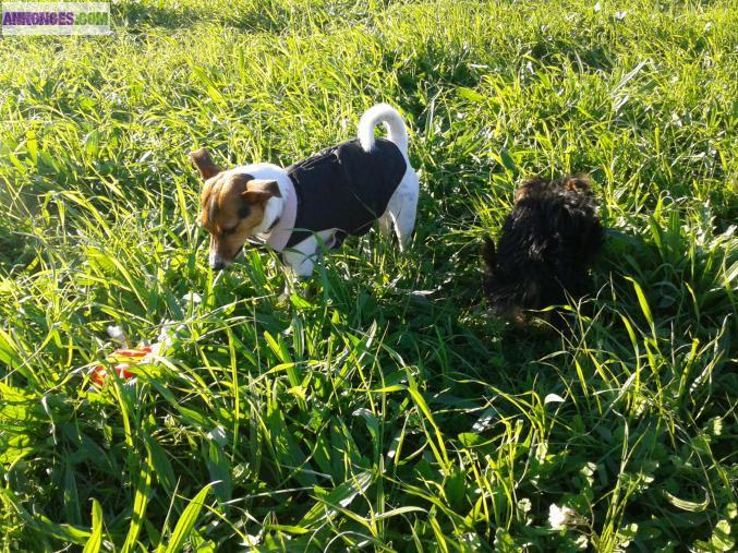 PENSION FAMILIALE NOUNOU PROMENADE GARDE CHIEN CHAT VISITE NACS CHEVAUX