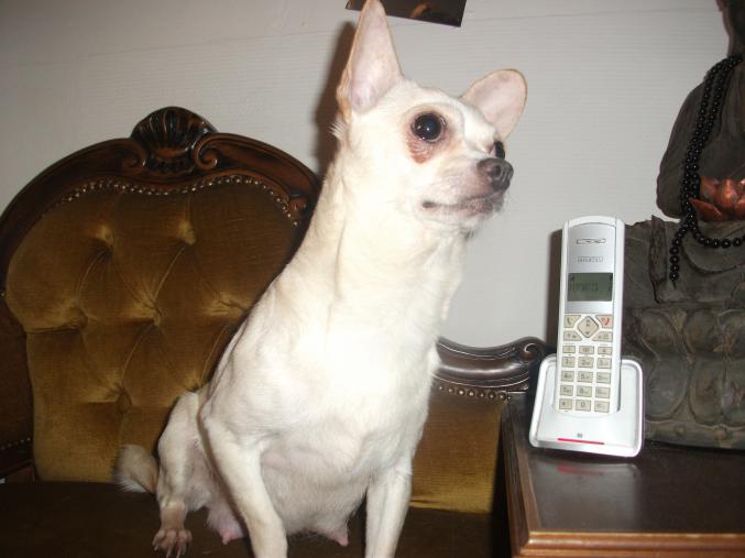 Chihuahua
