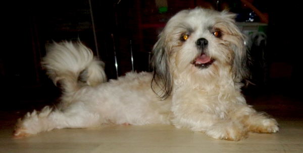  A réserver shih tzu de parents lof