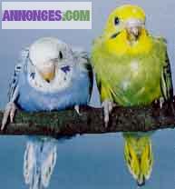 Gardiennage bénévole