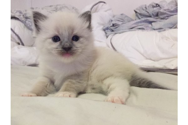 Chatons ragdoll pour adoption