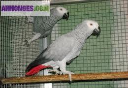 Couple de perroquet gris du Gabon