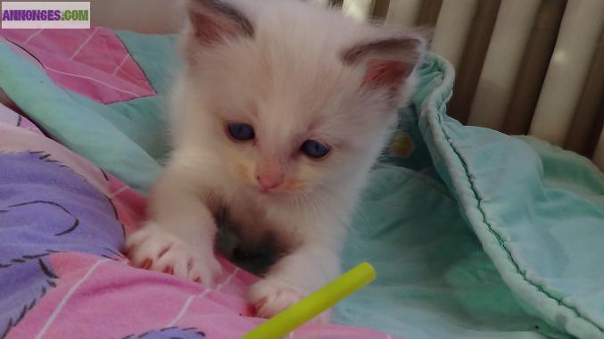 Chatons Ragdoll