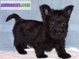 Chiots type scottish terrier a adopter