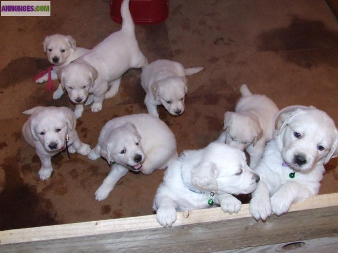 A reserver golden retriever non lof