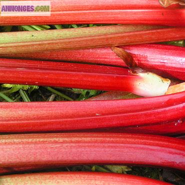 Rhubarbe