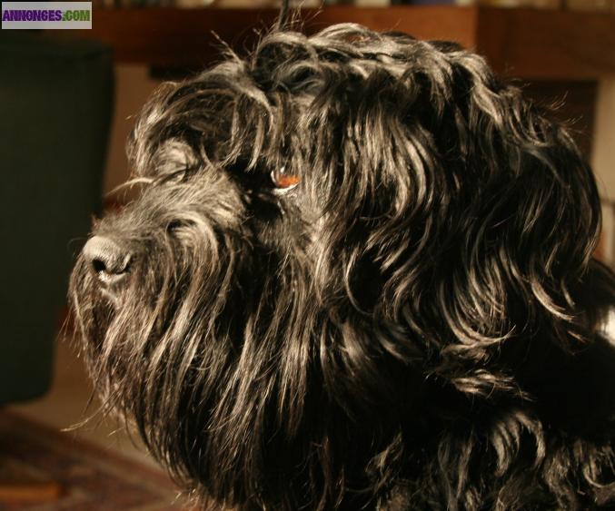 Propose étalon-chien saillie