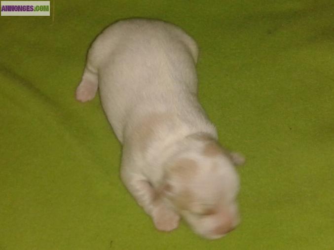 Chiot type Jack Russell