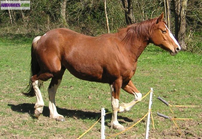 Impress Sonny DD Jet Paint horse 4 ans 1/2