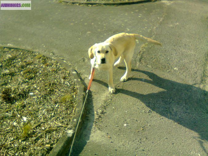 Chiot labrador