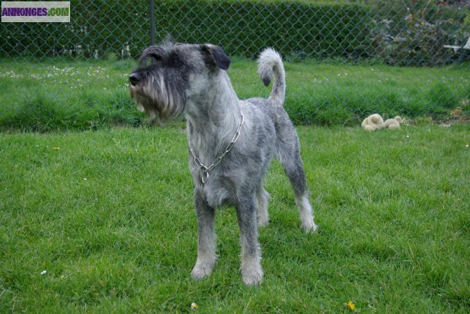 Saillie shaunzer moyen