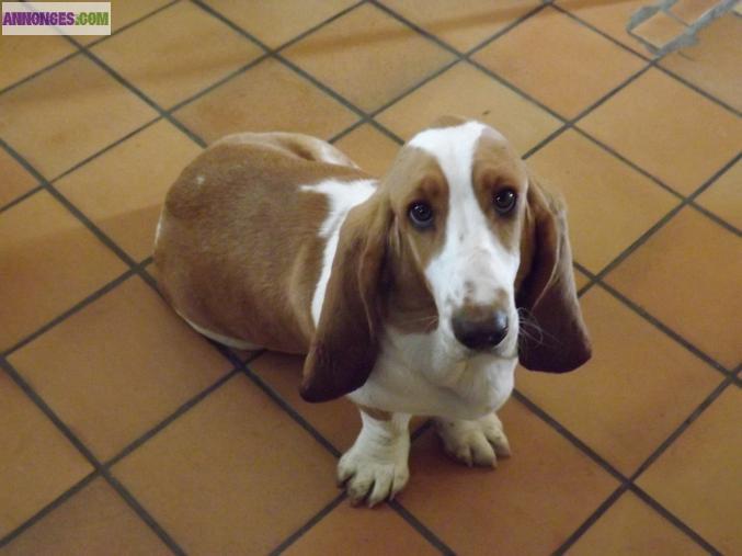Demoiselle basset hound