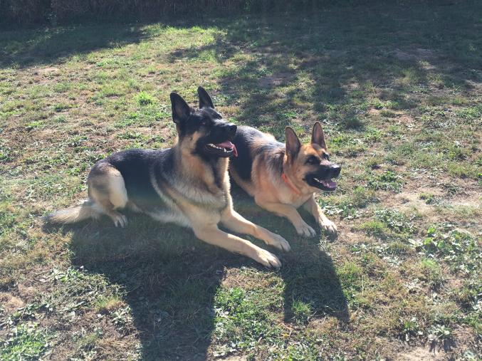 Chiots berger Allemand