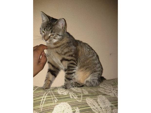 Donne chatte très caline