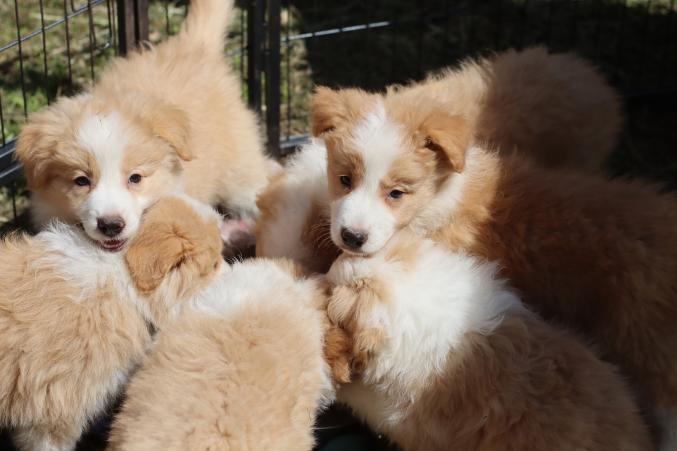 Border collie a adopter