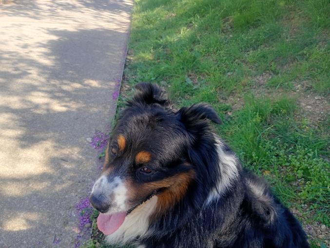 Garde de chiens à mon domicile