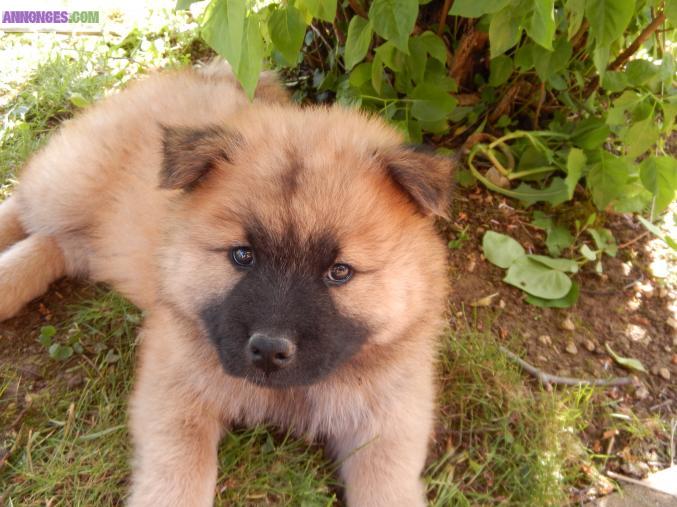 Chiots Eurasier