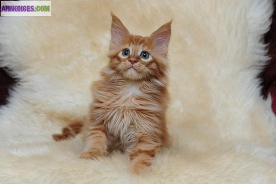 Maine coon Chatons Avec LOOF