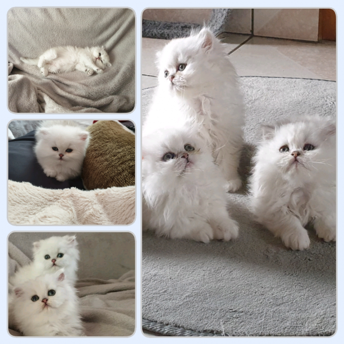 Chaton persan non loof 