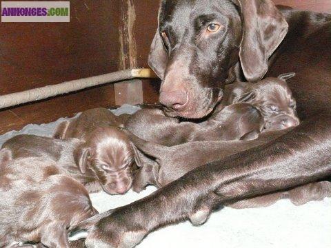 Des chiots Braques Allemand vont naitre le 17/05/2013